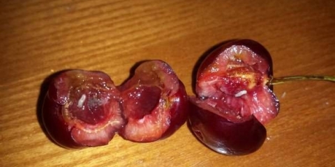 Kako se riješiti glista u trešnjama